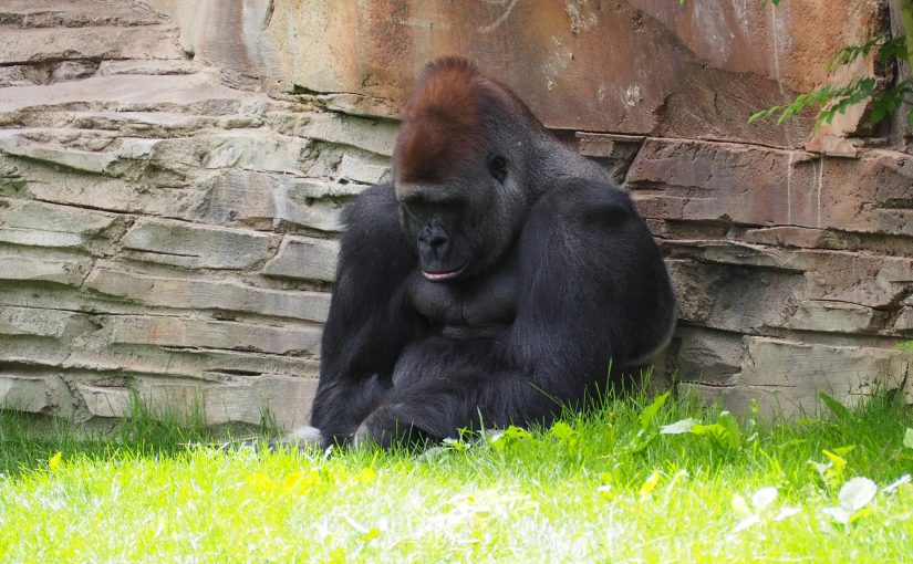 disappointed gorilla
